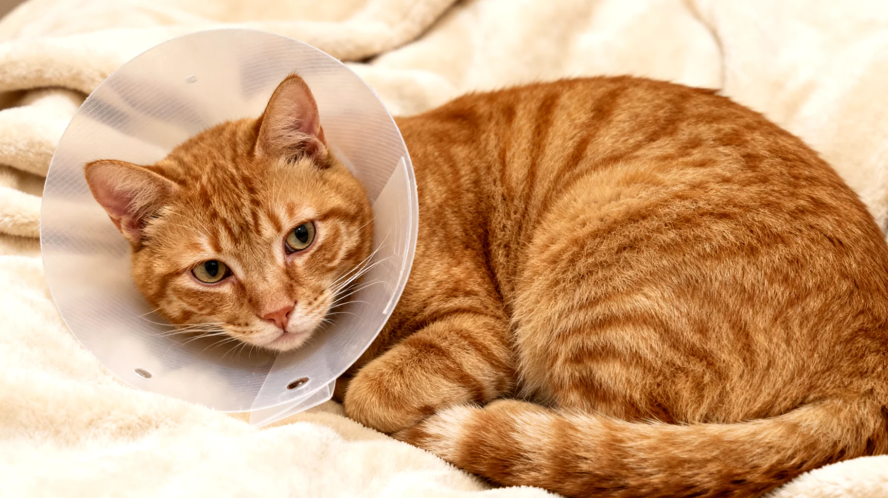 Katzen leiden häufig nach einer Kastration unter Stress und Unbehagen durch die Operationswunde, den Halskragen und die veränderte Umgebung, was zu Unruhe, Angst und verzögerter Erholung führen kann"