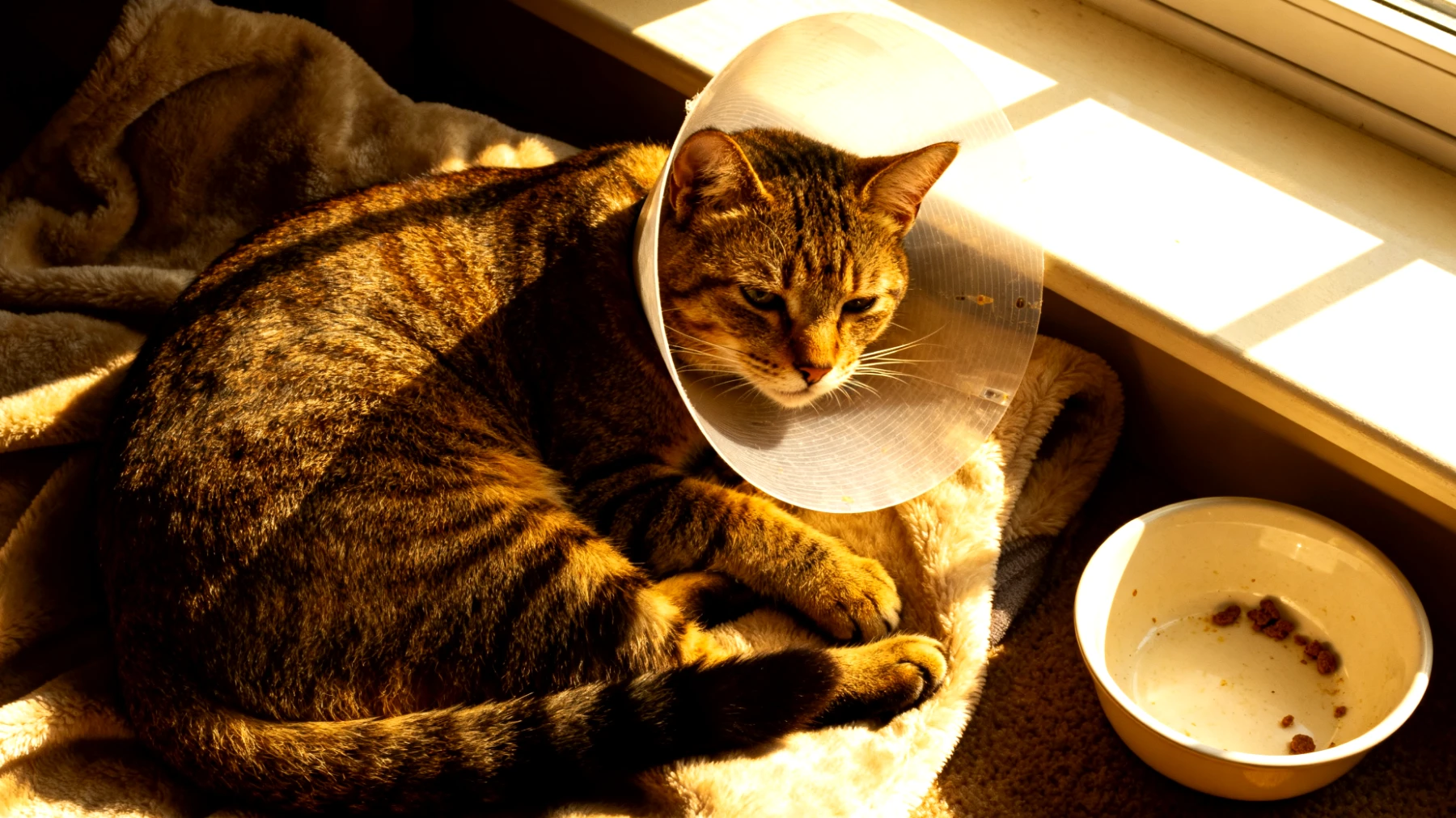 Katzen haben nach der Kastration oft Schwierigkeiten, ihre gewohnte tägliche Routine beizubehalten, da sie sich von dem Eingriff erholen müssen und gleichzeitig ihr Aktivitätsniveau und Fressverhalten sich verändern kann"