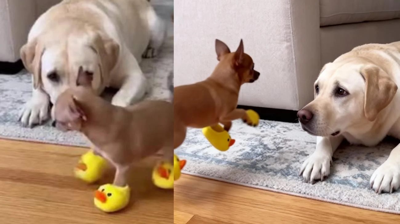Ein lärmender Chihuahua in quietschenden Entenschuhen testet die Geduld eines Labradors😂#pet #cutedogs #pets #cutedog #dogs"