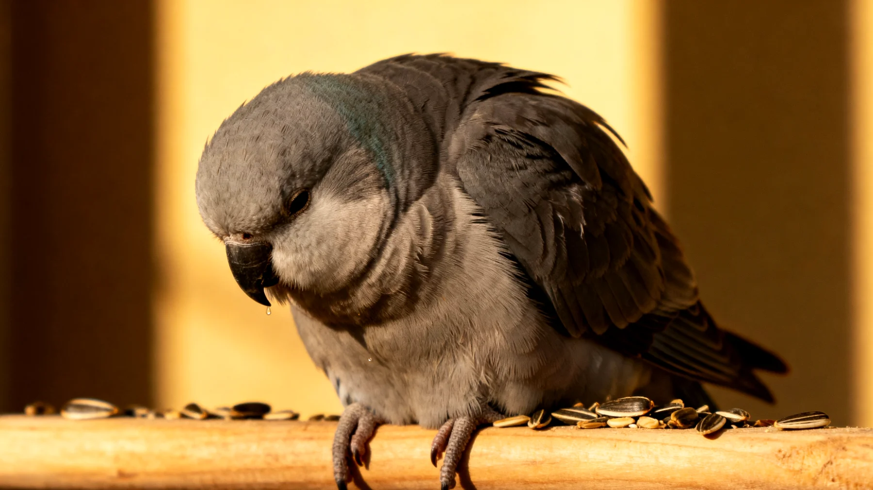 Erwachsene Nymphensittiche neigen häufig zu Übergewicht und Fettleibigkeit durch einseitige Ernährung mit zu vielen fetthaltigen Saaten wie Sonnenblumenkernen, was zu Leberverfettung und verkürzter Lebenserwartung führen kann"