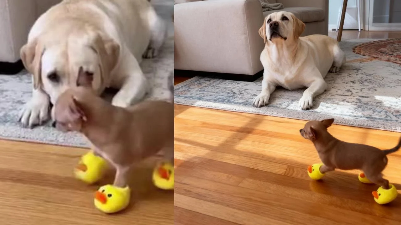 Ein ungeduldiger Chihuahua in quietschenden Entenschuhen testet die Geduld eines Labradors😂#pet #cutedogs #pets #cutedog #dogs"